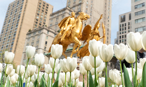 William Tecumseh Sherman monument with tulips in bloom at Grand Army Plaza in the Spring.  photo