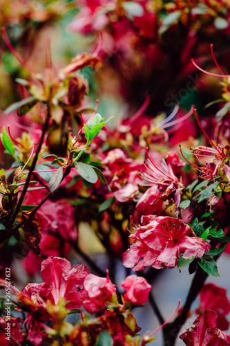 Macro shot of pink flower blossom