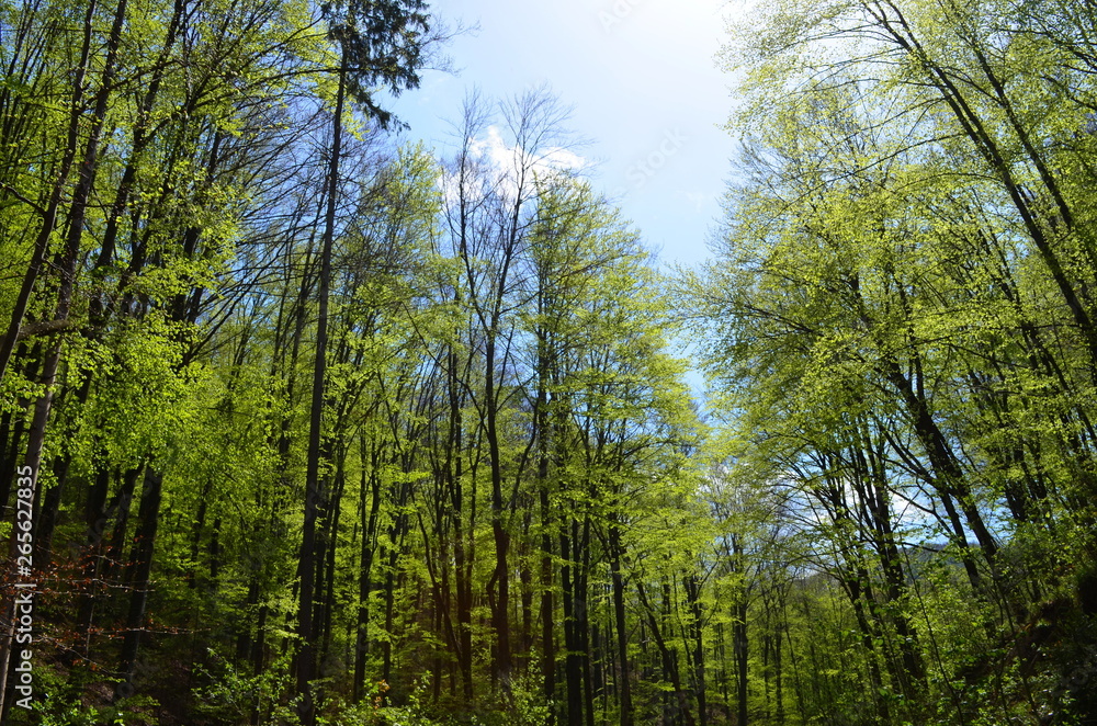 Fototapeta premium Spring beech forest with fresh light green foliage