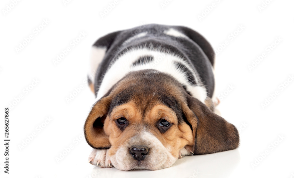 Beautiful beagle puppy brown and black Beautiful beagle puppy brown and black