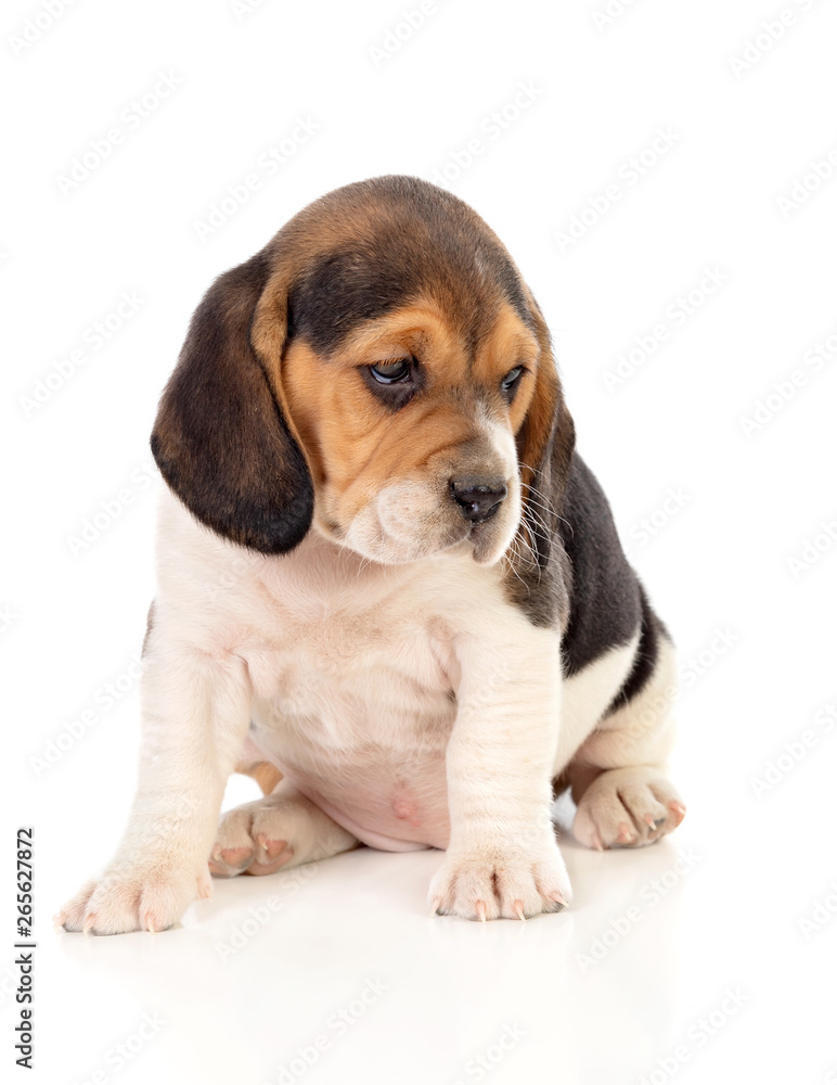 Beautiful beagle puppy brown and black
