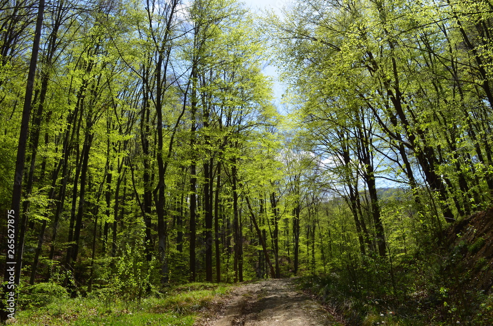 Spring beech forest with fresh light green foliage Spring beech forest with fresh light green foliage