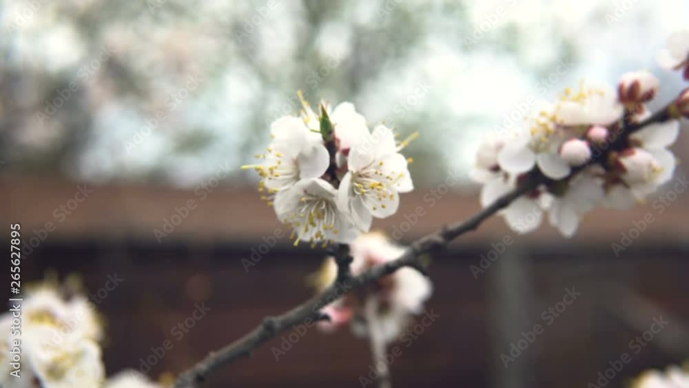 Fluorescent tree. Apricot tree blooms in the garden, close-up Fluorescent tree. Apricot tree blooms in the garden, close-up