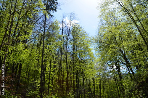 Spring beech forest with fresh light green foliage