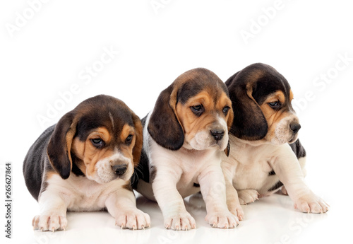 Beautiful beagle puppies brown and black © Gelpi