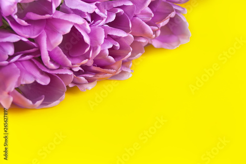 Violet purple tulips on the yellow background. Copy space.