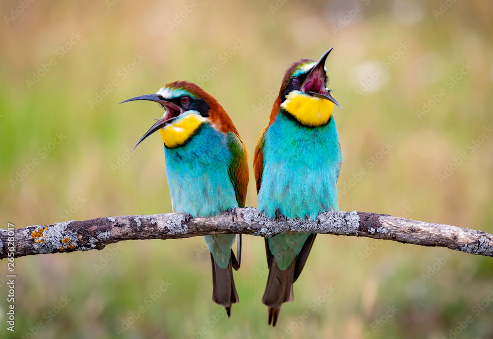 Love on the branch Love on the branch
