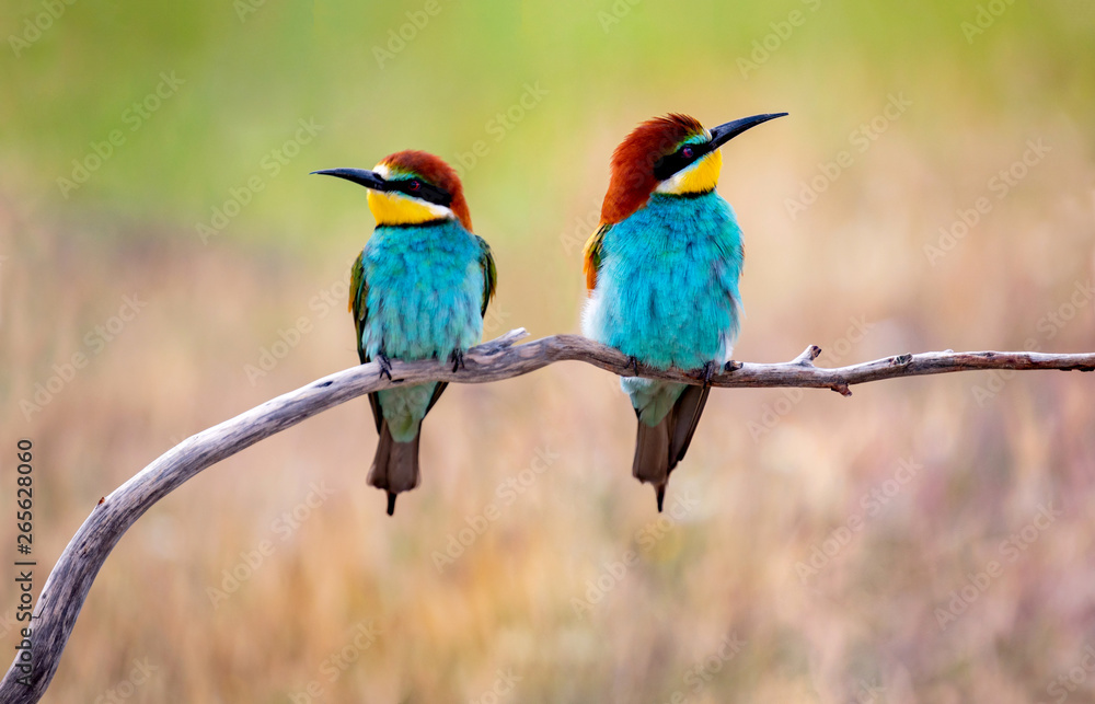 Fototapeta premium Love on the branch