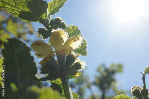 gelbe Taubnessel,Unkraut,Lamium galeobdolon, Gewöhnliche Goldnessel photo