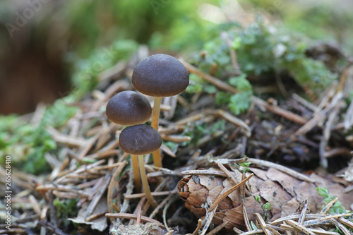 Sprucecone cap, Strobilurus esculentus, wild edible mushroom photo