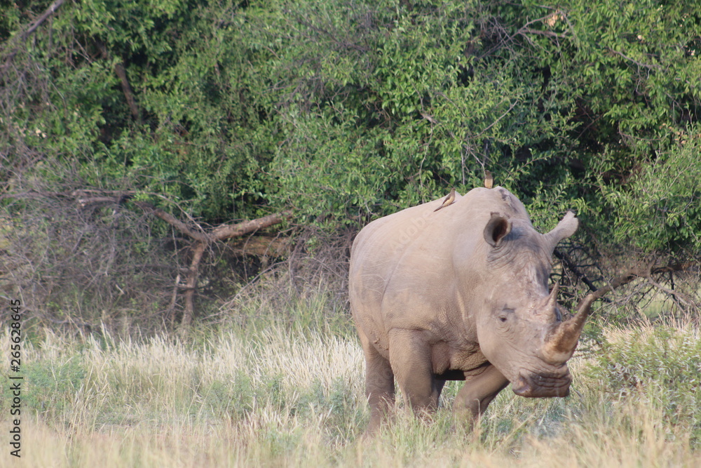 Fototapeta premium Pictures Taken in Pilannesberg