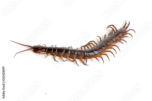 cenitipede isolated on white background ,creepy head