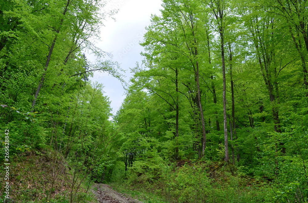 Spring beech forest with fresh light green foliage Spring beech forest with fresh light green foliage
