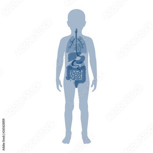 Human internal organs vector