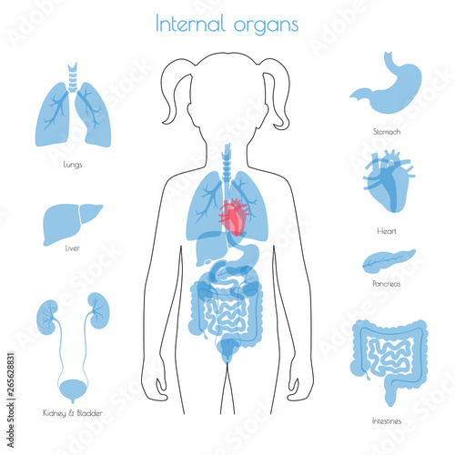 Human internal organs vector