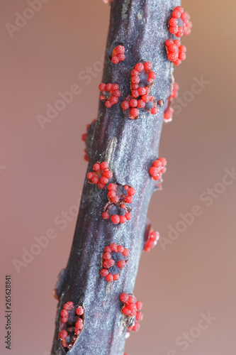 Coral spot fungus,  Nectria cinnabarina photo