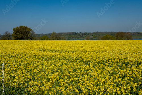 Beautiful landscape of canola seed farm during blooming season in spring. photo