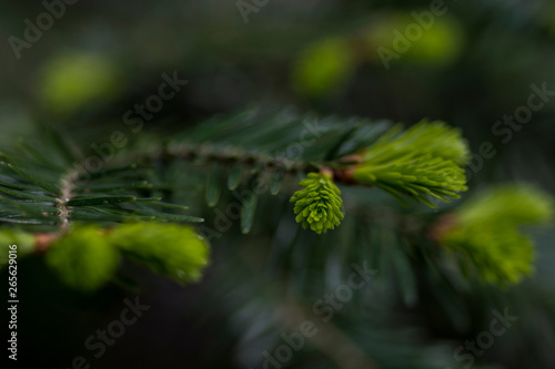Christmas green tree branch or branch spruce. Macro photography. Spruce close up. Tree branch for background or texture decoration.