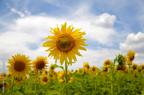 Sunflowers field on background of the blue sky