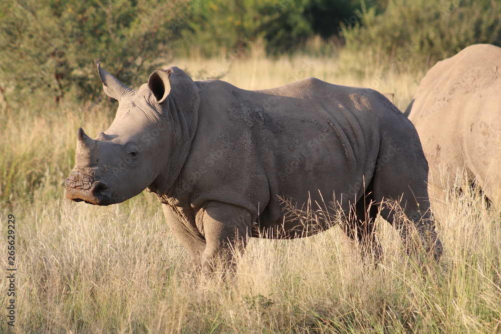 Obraz premium Pictures Taken in Pilannesberg