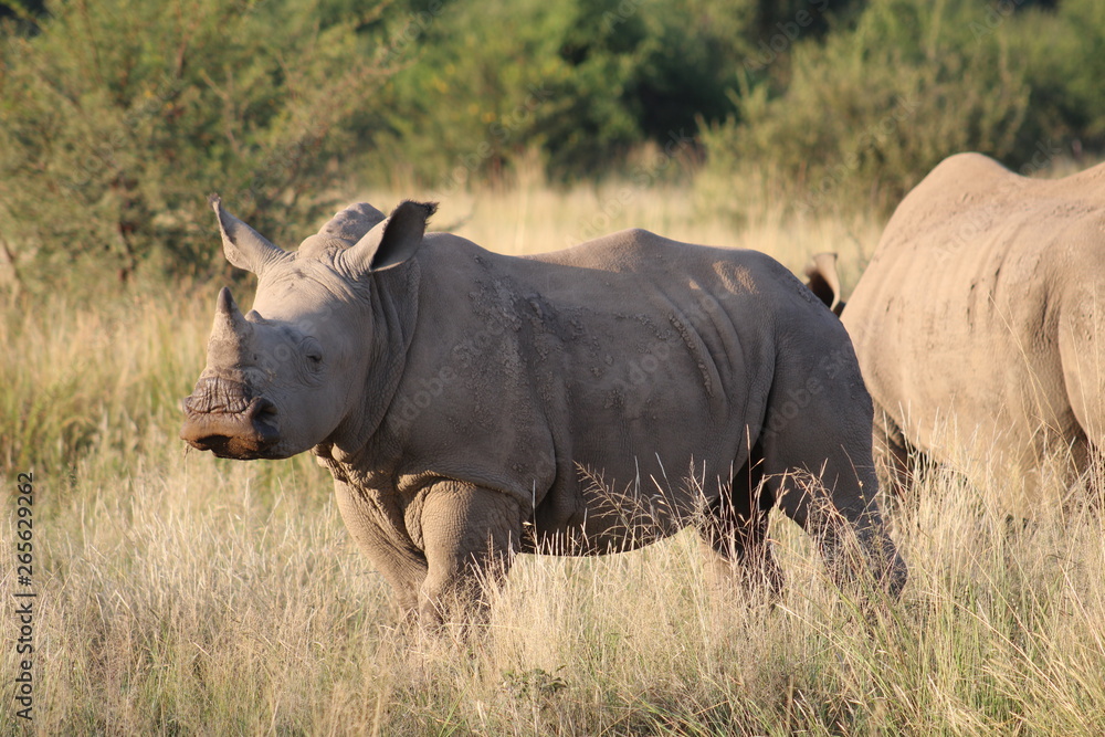 Obraz premium Pictures Taken in Pilannesberg