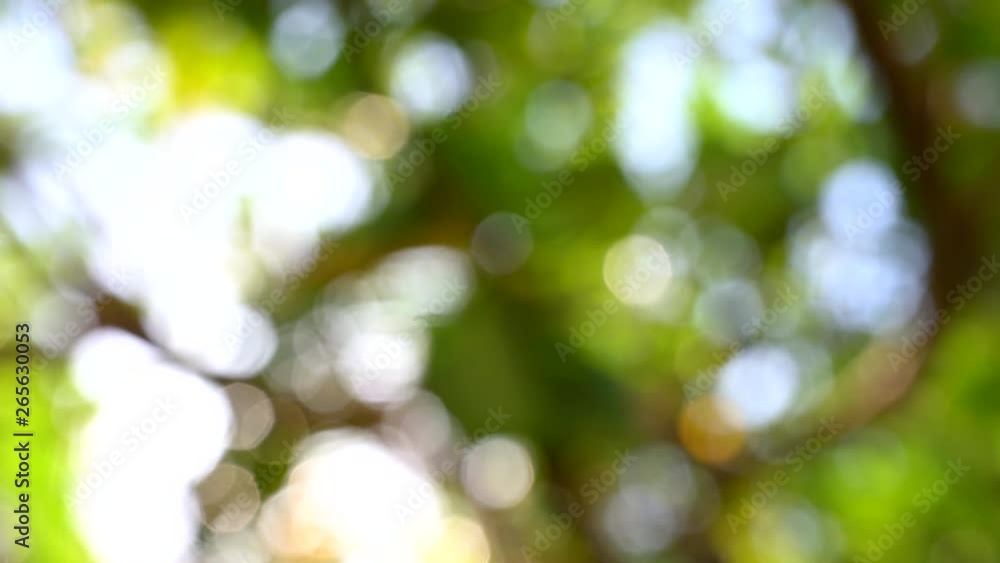 nature green bokeh with Sunlight shining through the leaves of trees, natural blurred Nature abstract background,4K footage nature green bokeh with Sunlight shining through the leaves of trees, natural blurred Nature abstract background,4K footage