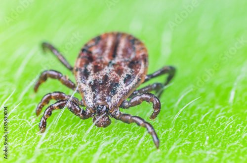 A dangerous parasite and infection carrier mite sitting on a green leaf