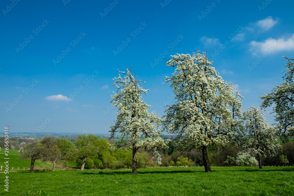Blühende Bäume auf einer Streuobstwiese Blühende Bäume auf einer Streuobstwiese