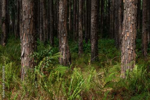 Pine forest