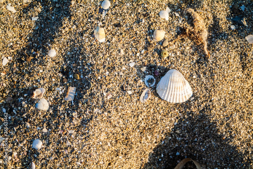 Regular shaped seashells on the sand beach