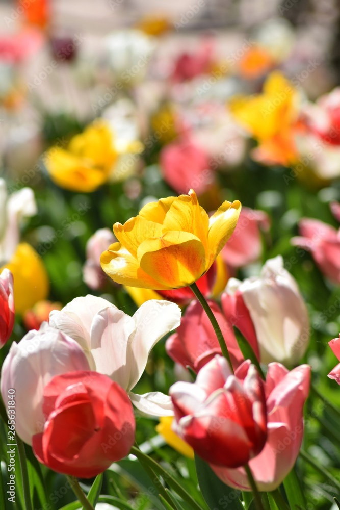 Tulips In full Bloom Tulips In full Bloom