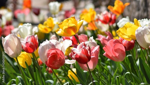 Fototapeta Naklejka Na Ścianę i Meble -  Tulips In full Bloom
