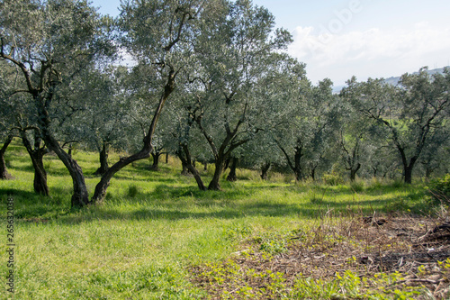 open land landscapes