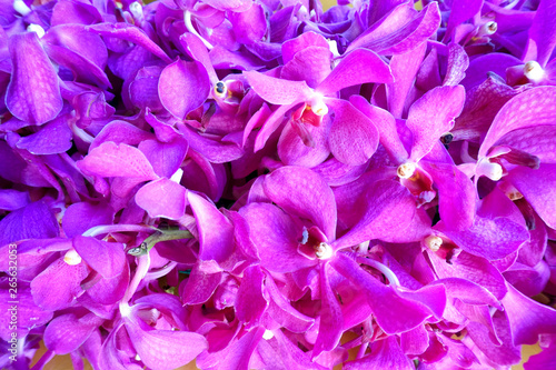 Fototapeta Naklejka Na Ścianę i Meble -  pink orchid in garden