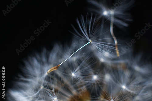 Close up of dandelion and seeds on black background