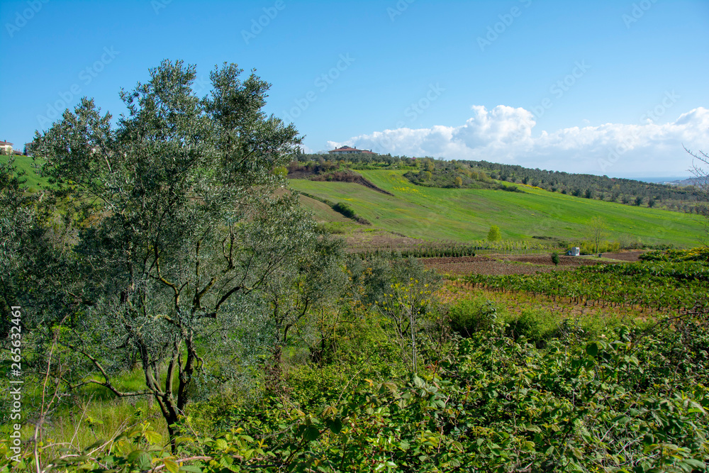 Fototapeta premium open land landscapes