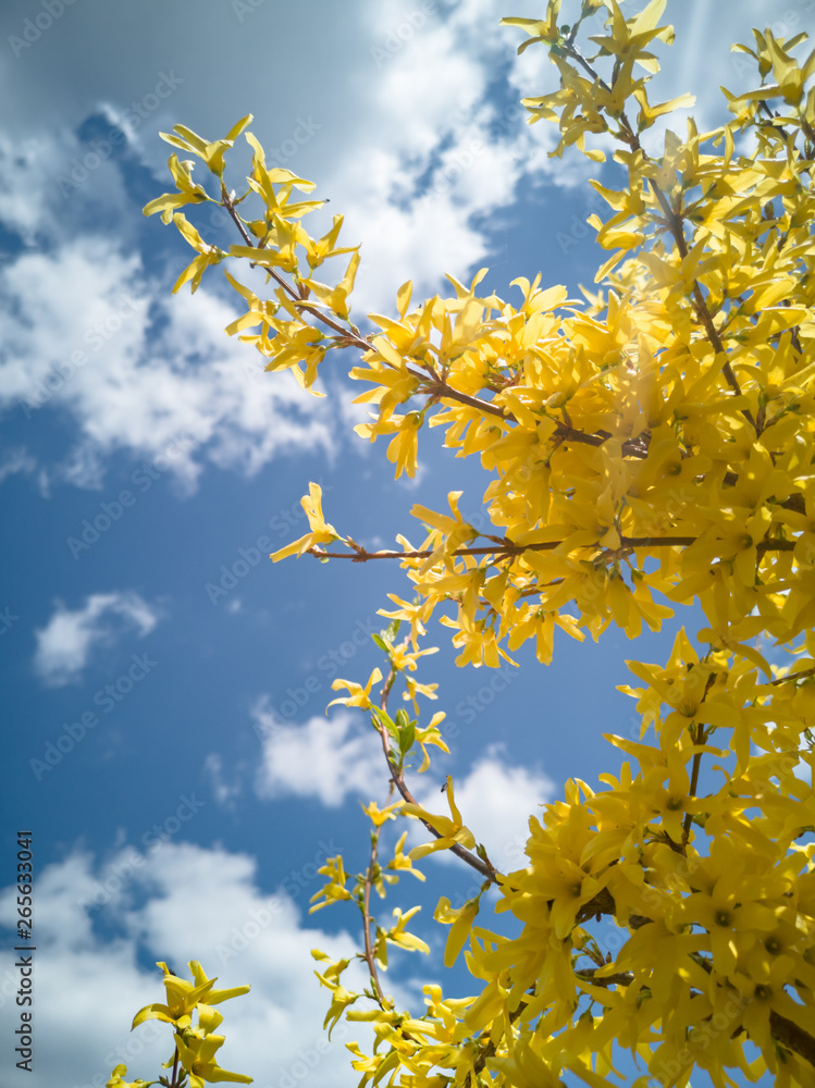 Blooming yellow bush on sky background. Forsythia. Cloudy, sunny day. Blooming yellow bush on sky background. Forsythia. Cloudy, sunny day.