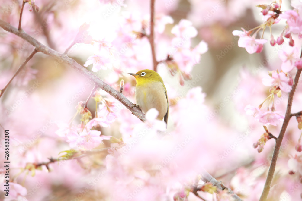 メジロと桜 メジロと桜