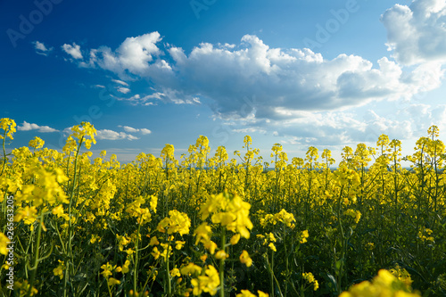 Beautiful rapeseed flowers with dark blue sky with clouds