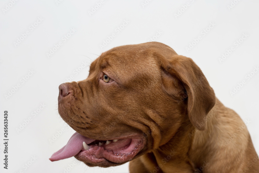 Cute french mastiff puppy with a lolling tongue. Bordeaux mastiff or bordeauxdog. Five month old.