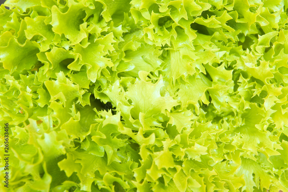Fresh cut leaves of green lettuce texture, top view Fresh cut leaves of green lettuce texture, top view