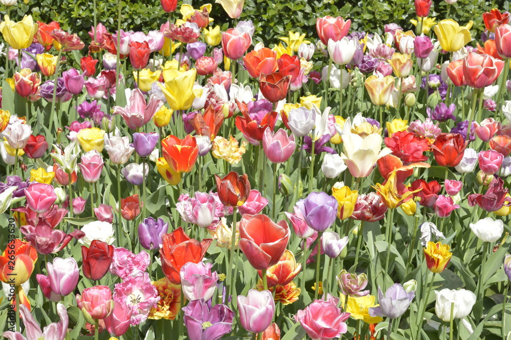 Keukenhof Keukenhof