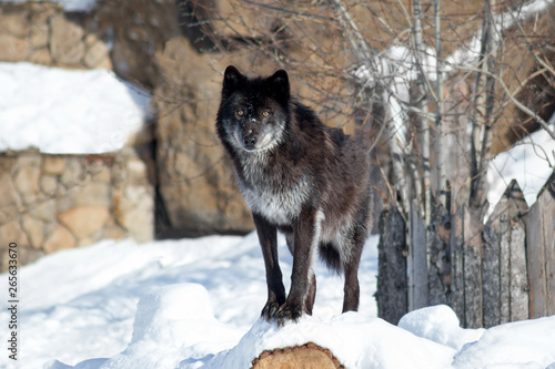 Black canadian wolf is looking at the camera. Canis lupus pambasileus. © tikhomirovsergey