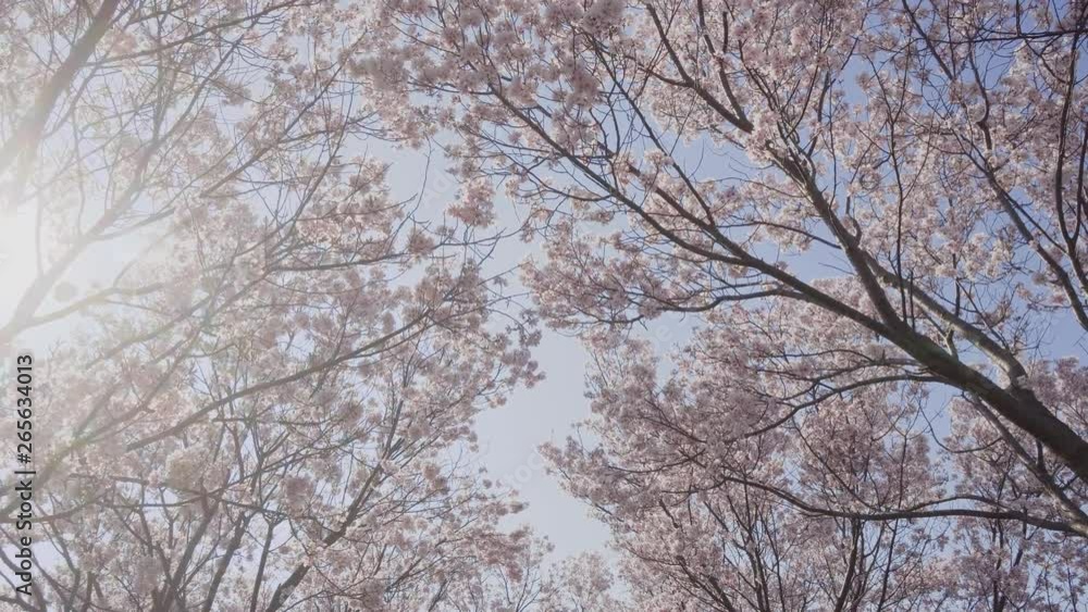 Cherry blossoms and blue sky swaying in the wind Cherry blossoms and blue sky swaying in the wind