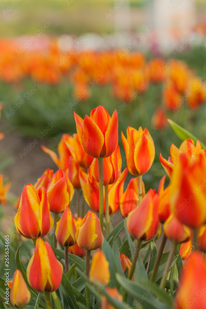 tulips field agriculture holland tulips field agriculture holland