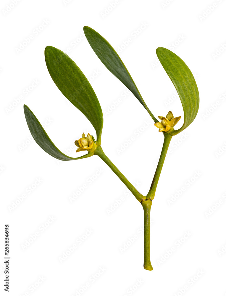 Obraz premium Mistletoe isolated on white background. Clipping path