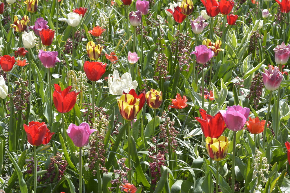 Fototapeta premium Keukenhof