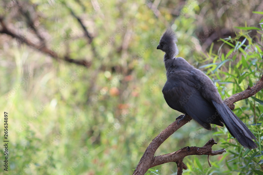 Obraz premium Pictures Taken in Pilannesberg