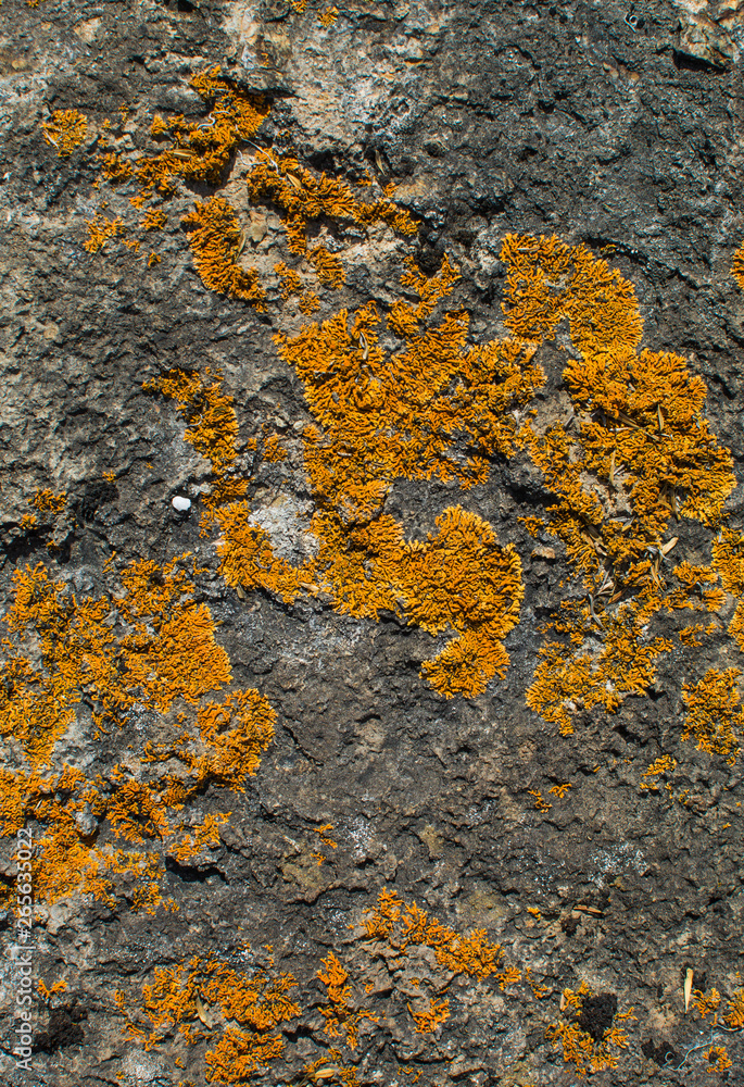 The texture of stone and lichen. Background image