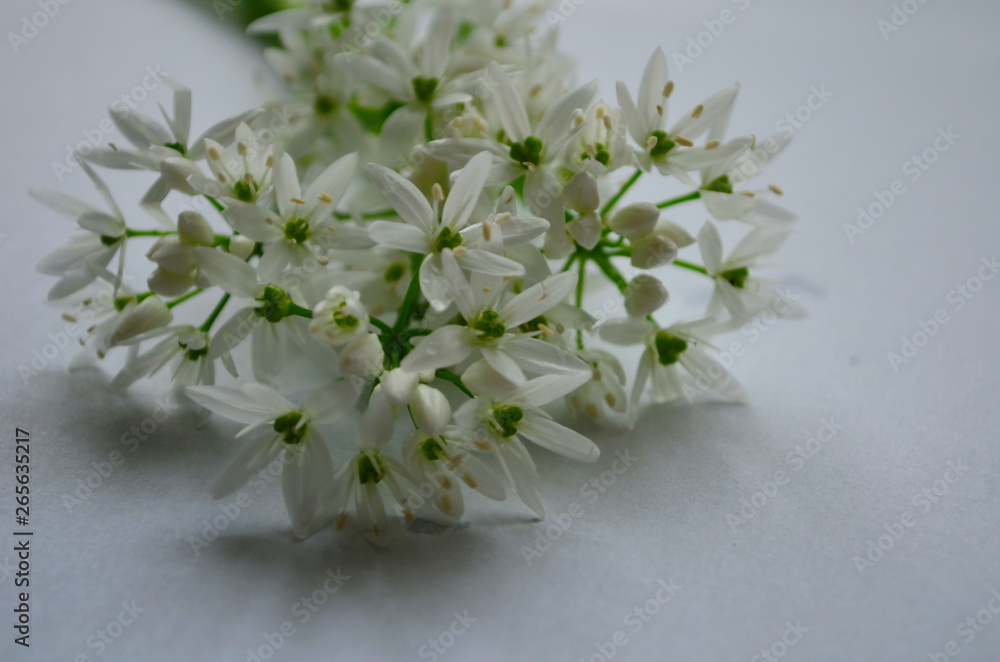 ramson inflorescences with white flowers on a white background with dew drops ramson inflorescences with white flowers on a white background with dew drops